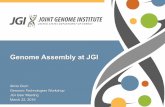 Genome Assembly at JGI · 4/3/2016  · Arachne/ ALLPATHS-LG/ Falcon 20 Metagenome 10-100 00 1 MEGAHIT 825. Timeline - PacBio for fungal genomes Feb. - First Illumina/ PacBio hybrid