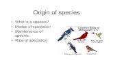 Origin of species - WOU Homepagewou.edu/~guralnl/101Origin of species.pdf · Origin of species • What is a species? • Modes of speciation • Maintenance of species • Rate of