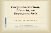 Corynebacterium, Listeria, vedocs.neu.edu.tr/staff/emrah.ruh/Corynebacterium... · Corynebacterium diphtheriae Tedavi, önlem ve kontrol Erken dönemde difteri antitoksininin uygulanması