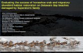 Evaluating the success of horseshoe crab and migratory ... · NJ Div Fish and Wildlife Amanda D. Dey & Matthew S. Danihel Stockton Coastal Research Center Steven Hafner Conserve Wildlife