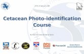 Cetacean Photo-identification Course...>2 nicks D2: distinctive; average amount of information content 1 nick AND >1 small nicks >4 small nicks Peculiar shape LM (low marked) D3: distinctive;