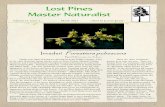 By LPMN member Liz Pullman - Texas Master Naturalist · Forestiera pubescens. Please note that the genus Ligustrum is a member of the olive family and all four of ours are invasive