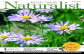 Spring 2004 Natura MONTANAlist - Montana Natural History ...€¦ · inside Natura MONTANAlist Spring 2004 Feature 4 Spring Beauty Montana’s native wildflowers Departments 3 Tidings