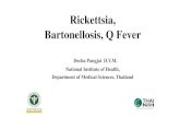 Rickettsia, Bartonellosis, Q Fevernih.dmsc.moph.go.th/data/data/60/20_2_60/5.pdf · Rickettsia, Bartonellosis, Q Fever Decha Pangjai D.V.M. National Institute of Health, Department