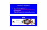 Biological vision - University Of Marylanddjacobs/CMSC733/biological-vision.pdf · 2013-11-11 · – See Island of the Colorblind, Oliver Sacks • Three kinds of cones, tristimulus