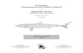 Basking Shark (Cetorhinus maximus) - Canada.ca...Basking Shark — Source of figure: Compagno 2001. ©Her Majesty the Queen in Right of Canada, 2010. Catalogue CW69-14/591-2010E-PDF