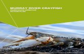 Murray River Crayfish Action Plan · The Murray River Crayfish (or Murray Crayfish, Euastacus armatus Von Martens 1866) was listed as a vulnerable species on 6 January 1997 (initially