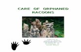 Care of Raccoons - Ontario Wildlife Rescue of Raccoons.docx · Web viewCare should be taken not to place them in areas where prey species are of special concern, the numbers of raccoons