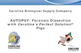 AUTOPSY: Forensic Dissection with Carolina’s Perfect Solution€¦ · AUTOPSY: Forensic Dissection with Carolina’s Perfect Solution® Pigs. Why Are We Doing a Pig AUTOPSY? •