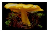 Mycology -Dr. mycology Introduction. Essential growth factors. ClassificationoffungiClassification of