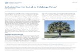 Sabal palmetto: Sabal or Cabbage Palm - University …times in south Florida) with an 8-2-12-4Mg fertilizer in which 100% of the N, K, and Mg is in controlled-release form, the manganese