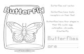 Butterflies eat nectar. Butterflies have taste receptors on their … · 2016-03-29 · Butterflies eat nectar. Butterflies have taste receptors on their feet. Butterflies have four