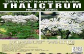 NIMBUS- WHITE White, cloud-like masses of flowers Dark ... · White, cloud-like masses of flowers Dark stems and fern-like leaves Multiple stems giving multiple, huge inflorescences