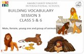 BUILDING VOCABULARY SESSION 3 CLASS 5 & 61 BUILDING VOCABULARY SESSION 3 CLASS 5 & 6 Male, female, young one and group of animals.