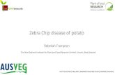 Zebra Chip disease of potato - AUSVEGCandidatus Liberibacter solanacearum (CLso) Putative casual agent of Zebra Chip of potato Synonym Ca. L. psyllaurous (Hansen et al. 2008) α-Proteobacterium