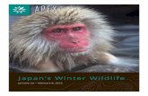 Japan’s Winter Wildlife - Apex Expeditions · 2015-03-25 · Owls, one of the rarest owls in the world. Only about 80 pairs survive in Hokkaido and they do so with the help of the