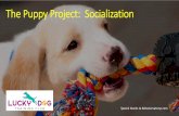 The Puppy Project: Socialization · • Your puppy is having a positive experience. • Your puppy is able to learn something new. • Your puppy can respond to a well-known cue.