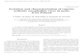 Witamy - KOZI SERwis internetowykozy.edu.pl/files/Izolacja wirusa CAE.pdf · Key words: caprine arthritis-encephalitis virus, field isolates, CAE V nucleotide sequence Introduction