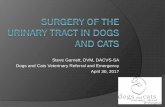 Steve Garnett, DVM, DACVS-SA Dogs and Cats Veterinary ......Laparoscopic Assisted Cystotomy Advantages Less painful Smaller incisions Thorough evaluation of bladder Shorter hospital