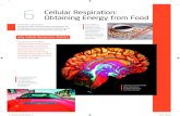 6 cellular respiration: obtaining energy from foodcatalogue.pearsoned.ca/assets/hip/us/hip_us_pearson...cellular respiration: 6 obtaining energy from food The cells of your brain burn