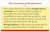 The Function of Respiration - Mr. Qawwas · 2019-12-08 · The 4th Stage: Cellular Respiration The fourth and final stage in human respiration is cellular respiration. Cellular respiration