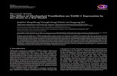 The Effect of Mechanical Ventilation on TASK-1 Expression ...downloads.hindawi.com/journals/crj/2017/8530352.pdf · CanadianRespiratoryJournal 3 HVt LVt HVt LVt HVt LVt 7 7.1 7.2