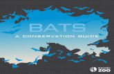 a conservation guide - Toronto Zoo/pdfs/Bats-ConservationGuide.pdf · Hibernates in caves and mines. Wingspan: 28-33 cm, Length: 11-13 cm, Weight: 14-25 g Little brown bat (Myotis