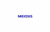 Meiosis - WordPress.com...Meiosis •The form of cell division by which gametes, with half the regular number of chromosomes, are produced. diploid (2n) haploid (n) (complete set of