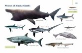 Photos of Alaska Sharksseagrant.uaf.edu/bookstore/sharksandskates/sharks-p68.pdf · Photos of Alaska Sharks Spiny Dogfish Blue Shark Thresher Shark Bluntnose Sixgill Shark Salmon
