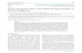 Review Innate Lymphoid Cells at the Maternal-Fetal Interface in Human Pregnancy · 2020-01-31 · In human pregnancies, the embryo implants into the specialized mucosal (decidua)