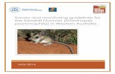 Survey guidelines for the Sandhill Dunnart in Western ... · Victoria Desert of Western Australia. In Western Australia, there is little understanding of the influence of threatening