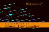 Signal Transduction - Elabscience · Signal transduction occurs when an extracellular signaling molecule activates a specific receptor located on the cell surface or inside the cell.