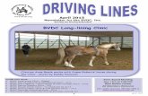 BVDC Long-lining Clinic · Equine Chiropractic Care & Posture Prep Grooming (presented by licensed equine chiropractor Dr. Patricia Bona, an extraordinary equine and human chiropractor)