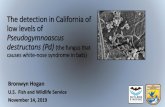 The detection in California of low levels of ...caforestpestcouncil.org/wp-content/uploads/2019/12/... · White-nose Syndrome Disease of hibernating bats caused by fungus Pseudogymnoascus