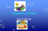 Digestive Systemphsgirard.org/Biology/HumanBody/DigestiveSystem.pdf · 2009-05-03 · Digestive System Honors Biology. Digestive Processes. Digestive Organs. Mesentary. Peritonitis.