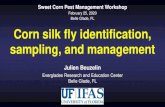 Belle Glade, FL Corn silk fly identification, sampling, and … · 2020-04-24 · •Frequent pyrethroid applications between first silk and harvest - PBO frequently added to increase
