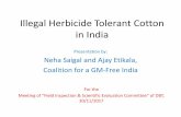 Illegal Herbicide Tolerant Cotton in Indiaindiagminfo.org/wp-content/uploads/2017/12/stopping... · 2017-12-01 · bodies were prompt in taking up deterrent action – REGULATORS