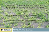 Nutrient Management of Pulses and Fertilization during and after …landresources.montana.edu/soilfertility/documents/PDF/pres/PulseFe… · • Sulfur (S) deficiency is yellow upper