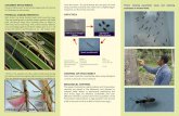 COCONUT STICK INSECT LIFE CYCLE - agriculture.gov.fj · Coconut Stick Insect, is one of the major pests of coconut in Fiji (known as mimimata). PHYSICAL CHARACTERISTICS Stick Insect