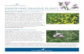 IDENTIFYING INVASIVE PLANTS€¦ · Integrated Pest Management Plan at cleanwaterservices.org. Morning glory (Convolvulus sepium) Description: Morning glory is rapidly growing vine