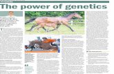 94 FEATURE The power of genetics · 2019-06-25 · ance between performance, soundness and health traits. As an example, the breeding objec-tive of the KWPN is to produce a horse