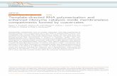 Template-directed RNA polymerization and enhanced ribozyme ... · ARTICLE Template-directed RNA polymerization and enhanced ribozyme catalysis inside membraneless compartments formed