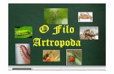 O Filo Artropodaprofmueller.net/material/biologia/taxonomia/artropodes.pdf · O Filo Artropoda Classificação. Características Gerais Os artrópodes caracterizam-se por terem: Exoesqueleto