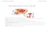 Male Reproductive Cycle p. 488489 - Lushman's Sciencelushmanscience.weebly.com/uploads/2/3/5/3/23534300/unit...Unit 2 Review.notebook 3 January 18, 2014 Male Reproductive Cycle p.