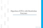 Digestion of DNA with Restriction Enzymesfac.ksu.edu.sa/sites/default/files/8_digestion_of_dna...•Restriction enzymes (RE) are enzymes that have the ability to recognizes a specific,