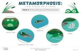 Frog - Life Cycle Metamorphosis: LIFE CYCLE OF A FROG Frogs lay egg masses in the water. After several