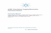 pCMV-3Tag Epitope Tagging Mammalian Expression Vectors · 2016-09-11 · 2 pCMV-3Tag Epitope Tagging Mammalian Expression Vectors NOTICES TO PURCHASER CMV Promoter The use of the