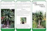 VITALITY - Dracaena dracodracaenadraco.com/index_files/Dracaenadracofarm.pdf · 2011-02-05 · experience, Dracaena Draco Farm has per-fected the cultivation of these fascinating