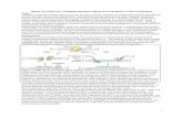 Where da protein at? | CRISPR/Cas9 gene editing and ... · 2 Figure 2. Schematic diagram for fluorescent protein (FP) tag. FP11 is fused to the protein of interest and FP1-10 is expressed