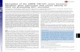 Disruption of the AMPK TBC1D1 nexus increases lipogenic ... · (β1 and β2), and γ (γ1, γ2 and γ3) subunits (1). AMPK is mainly activated through Thr172 phosphorylation in its